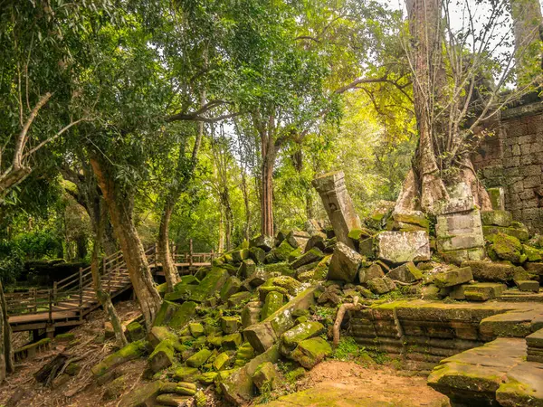 Kamboçya ormanlarındaki Ta Prohm tapınağında kök, ipek pamuk ve çalı çırpı ağaçları ve harabeler.
