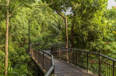Singapur 'daki Faber Dağı' ndaki ormanda yürüyüş yapan köprü.
