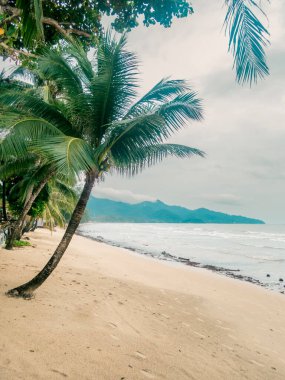 Tayland 'da Koh Chang sahilinde hindistan cevizi palmiyesi.
