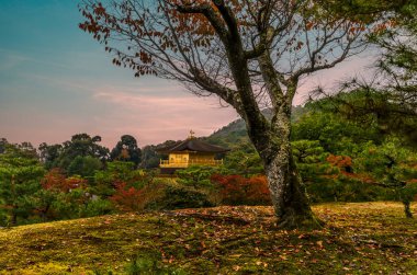 Kyoto 'daki Altın Pavyon sabah renkli sonbahar ormanlarında titriyor.
