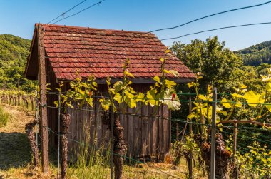 İsviçre 'de Eglisau yakınlarında Ren nehrinin kıyısındaki üzüm bağları.