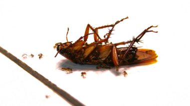 Ölü bir hamamböceği düz bir yüzeyde yatar ve vücudunun katlanmış kanatları ve bacakları gibi detaylarını gösterir. Bu görüntü, temizlik ve haşere kontrolü hakkında sembolik bir izlenim veriyor..