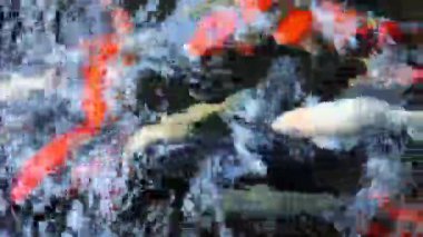 Balık Yüzen Üst Görünüm Estetik Hareketi