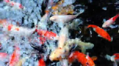 Balık Yüzen Üst Görünüm Estetik Hareketi