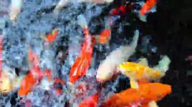 Balık Yüzen Üst Görünüm Estetik Hareketi