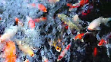 Balık Yüzen Üst Görünüm Estetik Hareketi