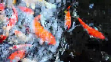 Balık Yüzen Üst Görünüm Estetik Hareketi