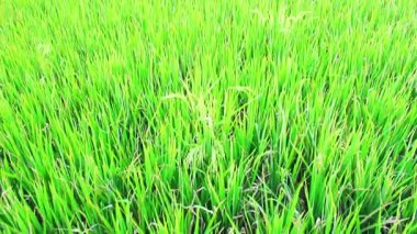Açık Gök Altında Pirinç Tarlaları, Dağ ve Deniz Manzarası