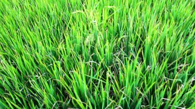 Yemyeşil pirinç tarlaları Doğanın üzerine hafif bir esinti