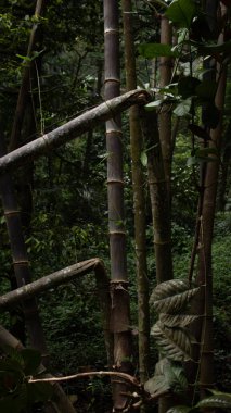 Ormandaki Düşmüş Bambu Ağaçları Doğal Orman Sahnesi