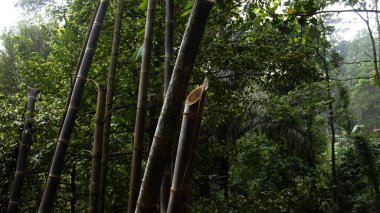Ormandaki Düşmüş Bambu Ağaçları Doğal Orman Sahnesi