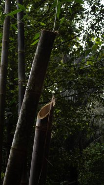 Ormandaki Düşmüş Bambu Ağaçları Doğal Orman Sahnesi