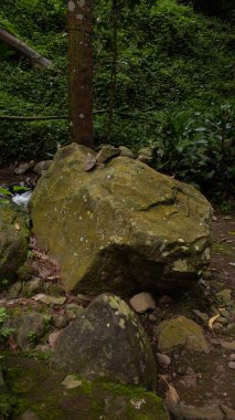 Yosun Yeşili Ayarlı Yosun Doğal Kaya