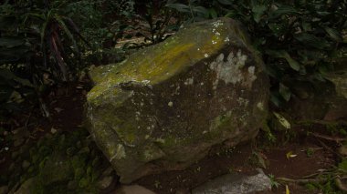 Yosun Yeşili Ayarlı Yosun Doğal Kaya