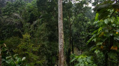 Uzun Ağaçlar ve Yoğun Yeşillik Ormanı