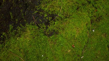 Yağmur ormanlarındaki kayalarda yeşil yosun, doğa arka planı..