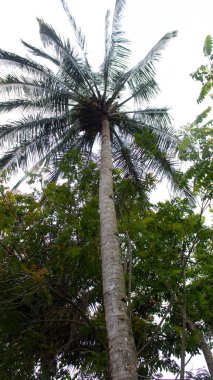 Gökyüzüne karşı hindistan cevizi ağacı