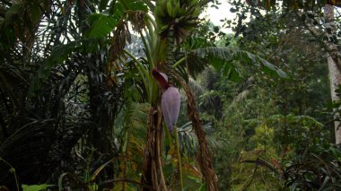 Yeşilliklerle dolu ormanda muz ağacı