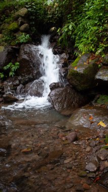 Berrak Orman Ormanında Temiz Orman Suyu