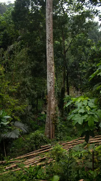 Ormandaki Düşmüş Bambu Ağaçları Doğal Orman Sahnesi