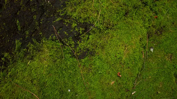 Yağmur ormanlarındaki kayalarda yeşil yosun, doğa arka planı..