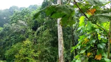 Uzun Ağaçlar ve Yoğun Yapraklarla Yeşiller Ormanı