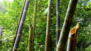 Doğal Orman Ormanında Düşen Bambu Ağacı