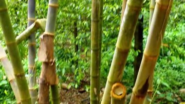 Doğal Orman Ormanında Düşen Bambu Ağacı