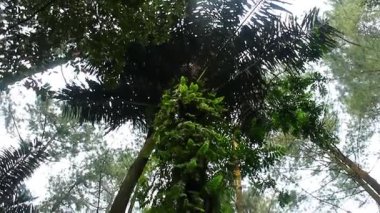 Uzun Orman Ağaçları Altında Doğal Atmosfer