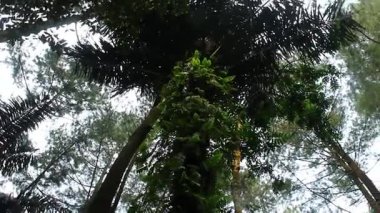 Uzun Orman Ağaçları Altında Doğal Atmosfer