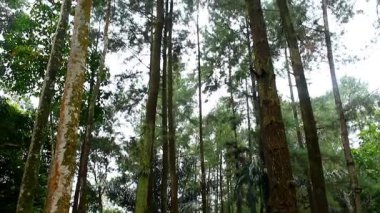 Uzun Orman Ağaçları Altında Doğal Atmosfer