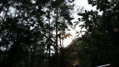Güneş ışığı Orman tepe örtüsünde akıyor