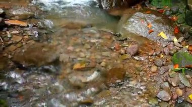 Ormanda doğal su kaynağı