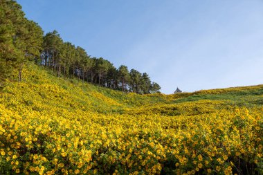 Mexican sunflower field at Tung Bua Tong Forest Park Doi Mae Mae Ukho, Mae Hong Son ,Thailand