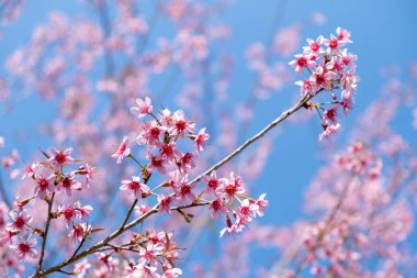 Prunus cerasoides at Chiang mai Province, Pink flower background in winter season