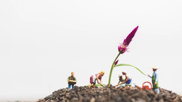 Мініатюрні Люди Садівники Піклуються Про Вирощування Рослин Полі Концепція Навколишнього — стокове відео