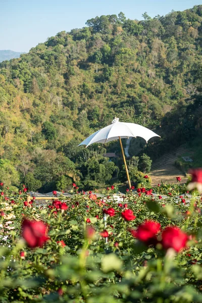 Piękny Ogród Czerwonych Róż Wzgórzu Chiang Mai Tajlandia — Zdjęcie stockowe