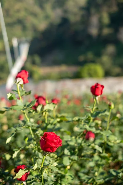 Красный Розовый Сад Холме Чан Тайланда — стоковое фото