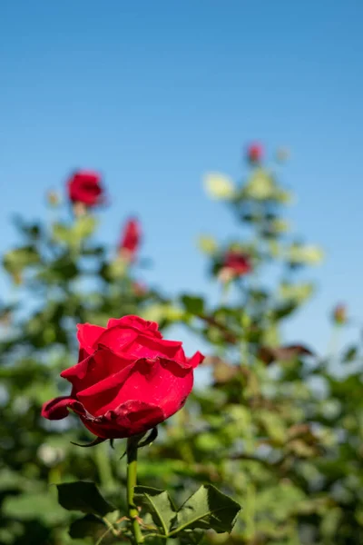 Vacker Röd Ros Trädgård Kullen Vid Chiang Mai Thailand — Stockfoto