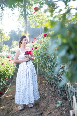 Beyaz elbiseli genç Asyalı kadın gül bahçesinde bir gül ile poz veriyor, Chiang Mai Tayland