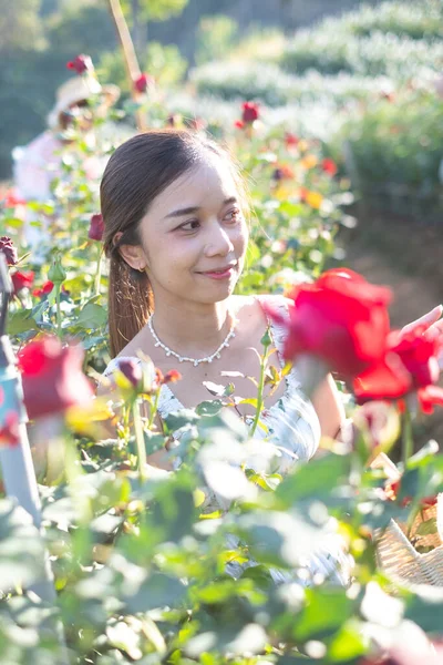 在泰国清迈 身穿白衣的年轻亚洲女子在玫瑰花园里摆出了与玫瑰相称的姿势 — 图库照片