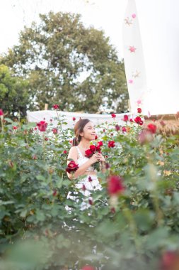 Beyaz elbiseli genç Asyalı kadın gül bahçesinde bir gül ile poz veriyor, Chiang Mai Tayland