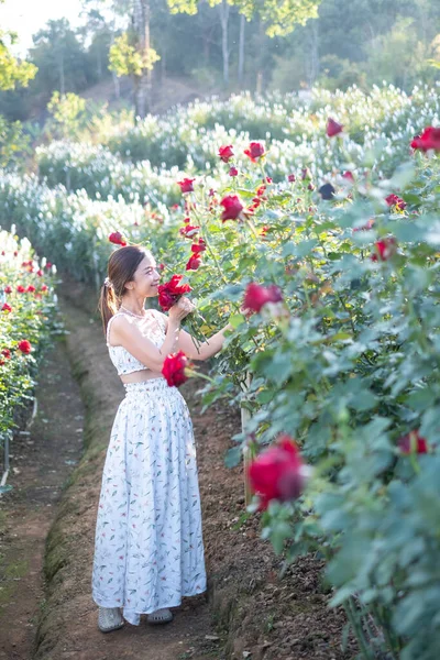 Beyaz elbiseli genç Asyalı kadın gül bahçesinde bir gül ile poz veriyor, Chiang Mai Tayland
