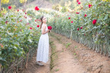 Beyaz elbiseli genç Asyalı kadın gül bahçesinde bir gül ile poz veriyor, Chiang Mai Tayland