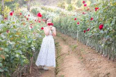 Beyaz elbiseli genç Asyalı kadın gül bahçesinde bir gül ile poz veriyor, Chiang Mai Tayland