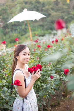 Beyaz elbiseli genç Asyalı kadın gül bahçesinde bir gül ile poz veriyor, Chiang Mai Tayland