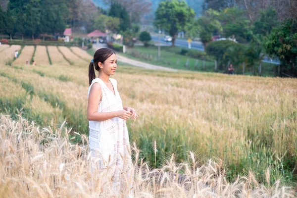 在泰国清迈 身穿白色连衣裙的年轻亚洲妇女在大麦稻田里度过了金黄色的小麦季节 — 图库照片