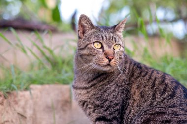 Yaklaş, beton zeminde oturan sevimli dişi kedi.