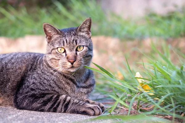 stock image Close up, Cute female cat sitting on concrete floor