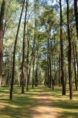 Mae Taeng, Chiang Mai, Tayland 'daki Intakin Silvictural Araştırma İstasyonu' ndaki huzurlu orman manzarası. Orman araştırmaları ve korunmasına adanmış yemyeşil bir doğal rezerv.